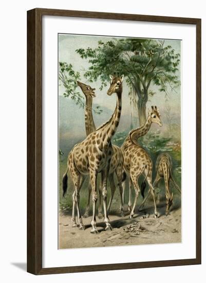 South African Giraffes-null-Framed Giclee Print