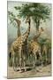 South African Giraffes-null-Mounted Giclee Print