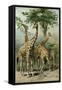 South African Giraffes-null-Framed Stretched Canvas