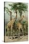 South African Giraffes-null-Stretched Canvas