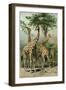 South African Giraffes-null-Framed Giclee Print