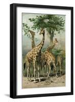 South African Giraffes-null-Framed Giclee Print