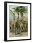 South African Giraffes-null-Framed Giclee Print