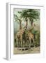 South African Giraffes-null-Framed Giclee Print