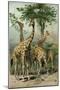 South African Giraffes-null-Mounted Giclee Print