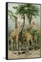 South African Giraffes-null-Framed Stretched Canvas