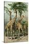 South African Giraffes-null-Stretched Canvas