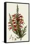 South African Heath, Erica Speciosa-Henry Andrews-Framed Stretched Canvas