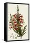 South African Heath, Erica Speciosa-Henry Andrews-Framed Stretched Canvas