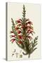 South African Heath, Erica Speciosa-Henry Andrews-Stretched Canvas