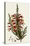South African Heath, Erica Speciosa-Henry Andrews-Stretched Canvas