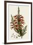 South African Heath, Erica Speciosa-Henry Andrews-Framed Giclee Print