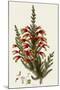 South African Heath, Erica Speciosa-Henry Andrews-Mounted Giclee Print