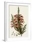 South African Heath, Erica Speciosa-Henry Andrews-Framed Giclee Print