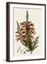 South African Heath, Erica Speciosa-Henry Andrews-Framed Giclee Print