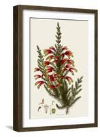 South African Heath, Erica Speciosa-Henry Andrews-Framed Giclee Print