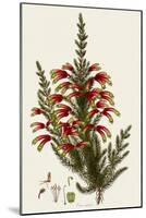 South African Heath, Erica Speciosa-Henry Andrews-Mounted Giclee Print