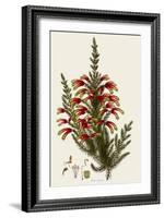 South African Heath, Erica Speciosa-Henry Andrews-Framed Giclee Print