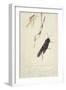 South African Insects (Drawing)-Stephen Briggs Carlil-Framed Giclee Print