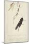 South African Insects (Drawing)-Stephen Briggs Carlil-Mounted Giclee Print