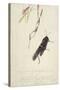 South African Insects (Drawing)-Stephen Briggs Carlil-Stretched Canvas