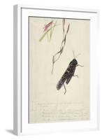 South African Insects (Drawing)-Stephen Briggs Carlil-Framed Giclee Print