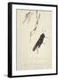 South African Insects (Drawing)-Stephen Briggs Carlil-Framed Giclee Print