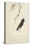 South African Insects (Drawing)-Stephen Briggs Carlil-Stretched Canvas