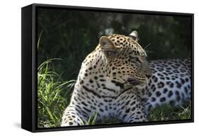 South African Leopard 001-Bob Langrish-Framed Stretched Canvas