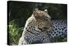 South African Leopard 001-Bob Langrish-Stretched Canvas