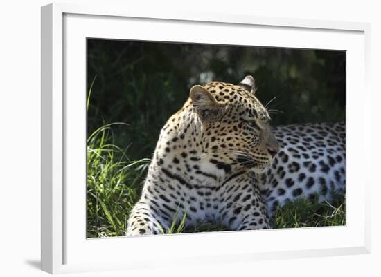 South African Leopard 001-Bob Langrish-Framed Photographic Print