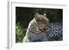 South African Leopard 001-Bob Langrish-Framed Photographic Print