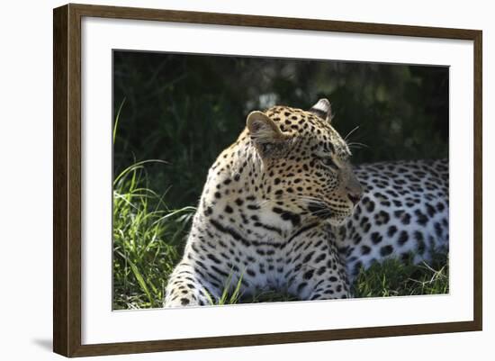 South African Leopard 001-Bob Langrish-Framed Photographic Print