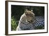 South African Leopard 001-Bob Langrish-Framed Photographic Print