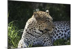 South African Leopard 001-Bob Langrish-Mounted Photographic Print