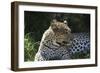 South African Leopard 001-Bob Langrish-Framed Photographic Print