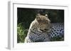 South African Leopard 001-Bob Langrish-Framed Photographic Print