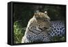 South African Leopard 001-Bob Langrish-Framed Stretched Canvas