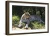 South African Leopard 002-Bob Langrish-Framed Photographic Print