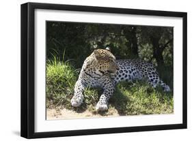 South African Leopard 002-Bob Langrish-Framed Photographic Print