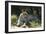 South African Leopard 002-Bob Langrish-Framed Photographic Print