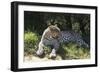 South African Leopard 002-Bob Langrish-Framed Photographic Print