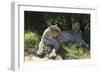 South African Leopard 002-Bob Langrish-Framed Photographic Print