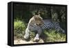 South African Leopard 002-Bob Langrish-Framed Stretched Canvas