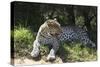 South African Leopard 002-Bob Langrish-Stretched Canvas