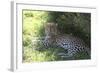 South African Leopard 004-Bob Langrish-Framed Photographic Print