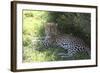 South African Leopard 004-Bob Langrish-Framed Photographic Print