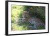 South African Leopard 004-Bob Langrish-Framed Photographic Print