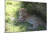 South African Leopard 004-Bob Langrish-Mounted Photographic Print