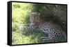 South African Leopard 004-Bob Langrish-Framed Stretched Canvas